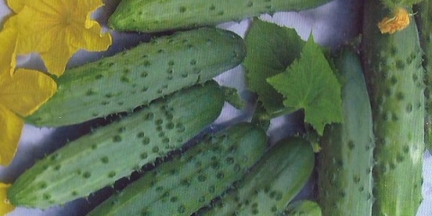 Opis i karakteristike sorte krastavca april f1